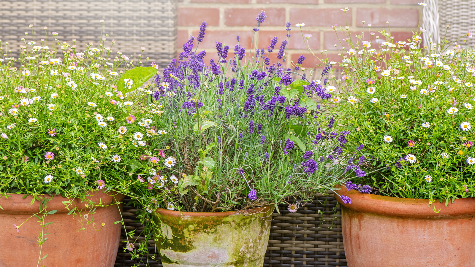 Spring into Gardening: Easy Ways to Add Color to Your Rental This May